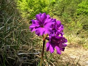 37 Primula glaucescens (Primula di Lombardia)